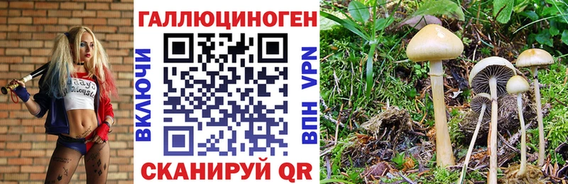 Псилоцибиновые грибы Psilocybe  кракен сайт  Новая Усмань 